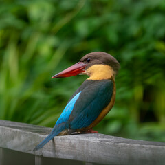Close up image of Stork-billed kingfisher perching on the wooden bridge.