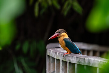 Close up image of Stork-billed kingfisher perching on the wooden bridge.