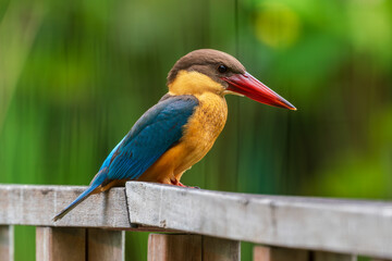 Close up image of Stork-billed kingfisher perching on the wooden bridge.