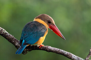 Close up image of Stork-billed kingfisher perching on the tree.