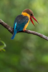 Close up image of Stork-billed kingfisher perching on the tree.