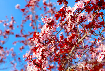 Cherry blossom in spring, pink flowers on blue sky background