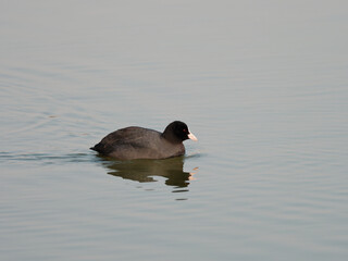 Eurasian common coot (Fulica atra) swimming on peaceful lake, black water bird with white beak and red eyes.