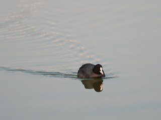 Eurasian common coot (Fulica atra) swimming on peaceful lake, black water bird with white beak and red eyes.