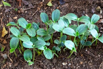 Butternut seedlings sprouting in a domestic garden