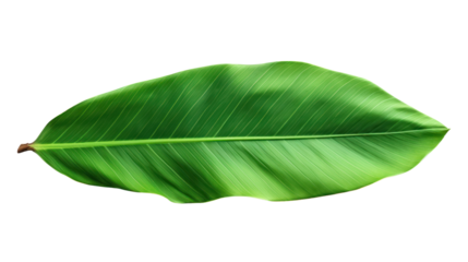 Fresh green banana leaves, isolated on transparent and white background.PNG image.