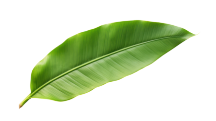 Asphalt road,isolated on transparent and white background.PNG image.