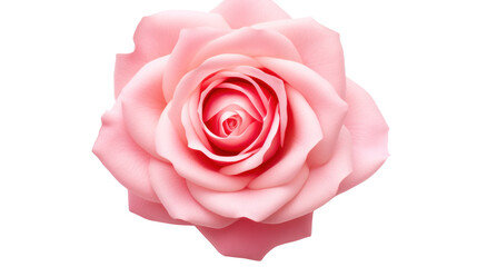 beautiful pink rose blossom isolated on white background