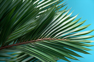 Green palm leaf pattern texture abstract background. Copy space for graphic design tropical summer concept.