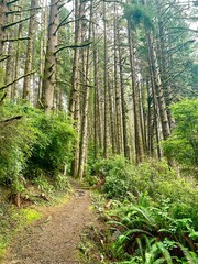Obraz premium footpath in the woods