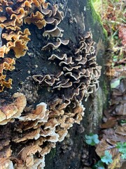 Mushroom cluster on a log in the forest during rain 