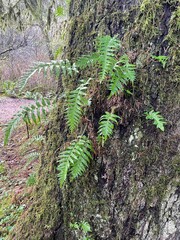 fern in the forest