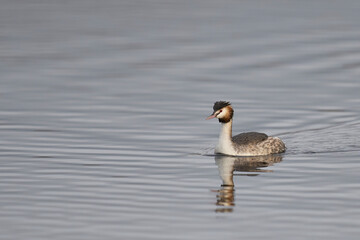 Great Crested Grebe (Podiceps cristatus) on a lake at Westhay Moor on the Somerset Levels in Somerset, United Kingdom.
