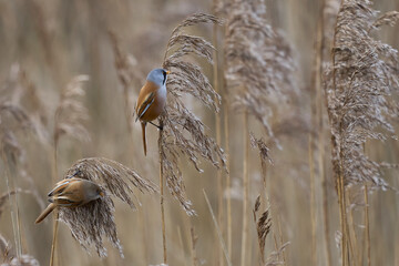 Pair of Bearded Tit (Panurus biarmicus) feeding on seeds in a reedbed at Westhay Moor nature reserve on the Somerset Levels in the United Kingdom