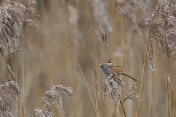 Female Bearded Tit (Panurus biarmicus) feeding on seeds in a reedbed at Westhay Moor nature reserve on the Somerset Levels in the United Kingdom