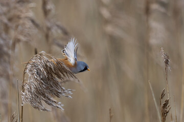 Male Bearded Tit (Panurus biarmicus) in flight reedbed at Westhay Moor nature reserve on the Somerset Levels in the United Kingdom