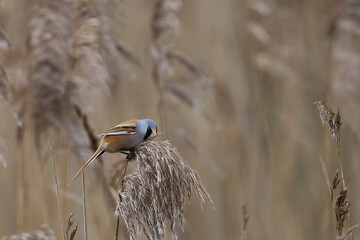 Male Bearded Tit (Panurus biarmicus) feeding on seeds in a reedbed at Westhay Moor nature reserve on the Somerset Levels in the United Kingdom