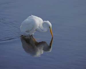 Great Egret Reflections on Still Waters at Paynes Prairie 