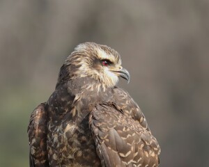 Snail Kite Observing 