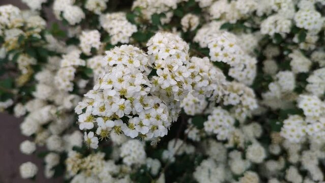White flowers on a bush. Small petals. Spring flowering