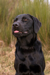 Beautiful black Labrador Retriever sticking out its tongue.