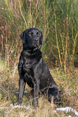 Black Labrador Retriever, 14 months old, posing.