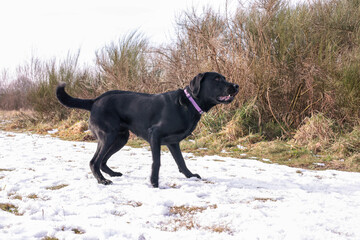 Black Labrador standing in the snow, waiting for its toy to be thrown.