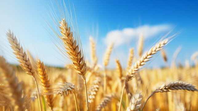 Gold wheat field and blue sky.