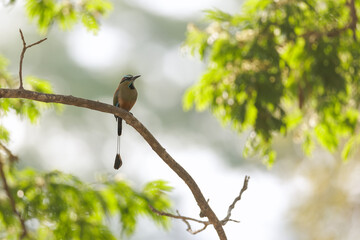 Perched Turquoise-browed Motmot in natural environment.  Rainforest of Costa Rica.  Bird with beautiful vibrant colors.