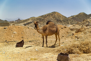 A camel  in desert village near Hurghada, Egypt.