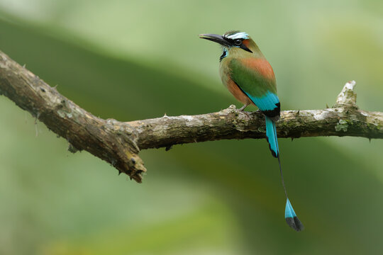 Perched Turquoise-browed Motmot in natural environment.  Rainforest of Costa Rica.  Bird with beautiful vibrant colors.
