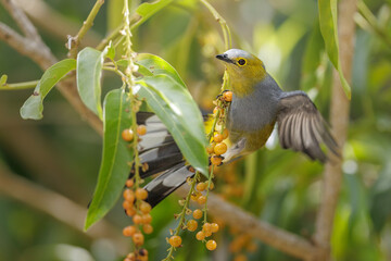 Long-tailed silky-flycatcher - Ptiliogonys caudatus bird in the mountains of Costa Rica. Grey and yellow crested bird feeding on white berries. Bird in natural habitat.
