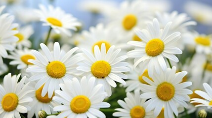 daisies flower background wallpaper