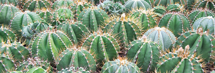 Panorama dense of Ferocactus or Barrel Cactus cacti spiky ribbed barrel spherical shape large spines and small flowers on display tropical botanic garden in Nha Trang, Vietnam, house plants