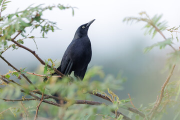 Singing male Nicaraguan Grackle ( Quiscalus nicaraguensis ). Bird in natural environment.  Wetlands of Caño Negro Costa Rica