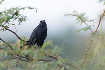 Male Nicaraguan Grackle ( Quiscalus nicaraguensis ). Bird in natural environment. Wetlands of Caño Negro Costa Rica
