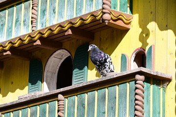Schimmernde farbenfrohe Taube vor buntem Taubenhaus