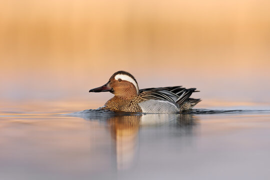 Garganey bird ( Spatula querquedula  ) in the first light, goldenhour.  Male garganey in natural environment at a small lake in spring. Orange sunlight