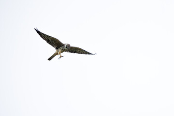 Red-footed Falcon in flight, (Falco vespertinus) with prey (dragonfly) . In its natural enviroment.  