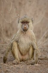 Naklejka premium Portrait of a Yellow baboon.