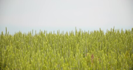 Crops Growing In Farm Against Sky