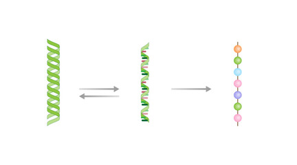 Transcription, DNA is converted into a mRNA. Reverse Transcription, mRNA is converted into a DNA. Translation, mRNA directs protein synthesis. Genetic code. Vector illustration.