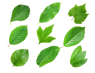 green leafs isolated