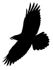 Obraz premium Crow silhouette vector