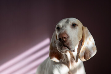 Chien de franche comte or porcelaine hound portrait in front of purple background with interesting light effects