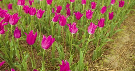 Beautiful Red Tulips Blooming On Field