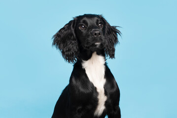 Black Sprocker Spaniel Puppy paying full attention Studio Shot on blue  