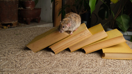 The rat, old books, a curious animal.