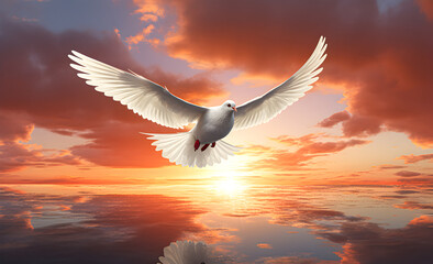 A white dove in the sunset light.