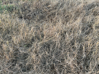 dry grass in the field